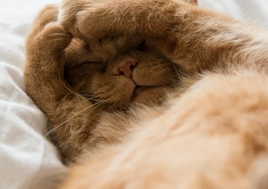 Pele, Pelos e Vitalidade