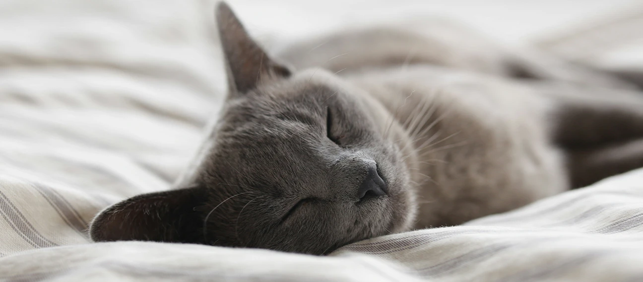 Cuidado Essencial para Você e Seu Pet.