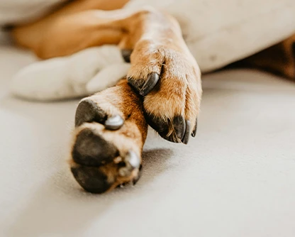 Precisão e Qualidade em Cada Gota para Pets