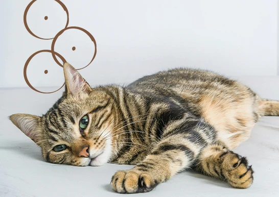 Bem-estar Personalizado