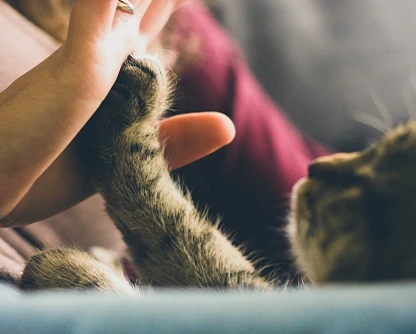 Pet Feliz, Tutor Satisfeito.